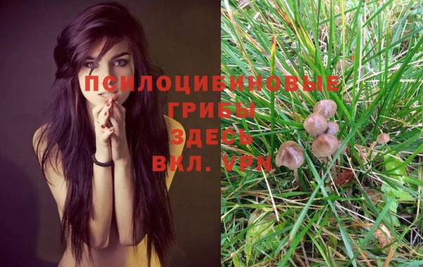 PSILOCYBIN Ельня